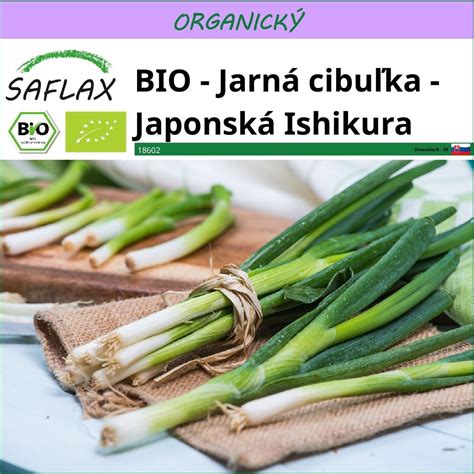 Jarná cibuľka pestovaná vo vode