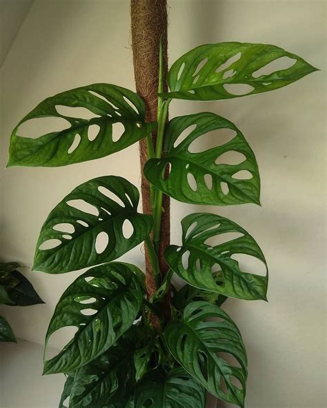 Monstera adansonii