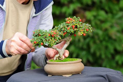 Výber mladého stromčeka tisu pre bonsaj