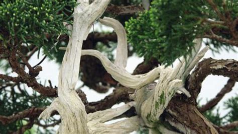 Tvorba efektu „mŕtveho dreva“ na tise