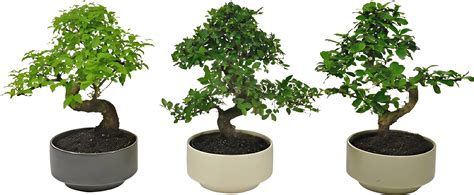 Hotový bonsaj z tisu v keramickom kvetináči