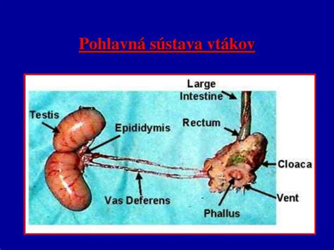 Pohlavná dvojtvárnosť u vtákov