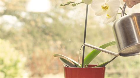 Schéma žltnutia listov orchidey