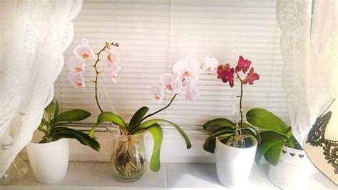 Správne umiestnenie orchidey na okennom parapete