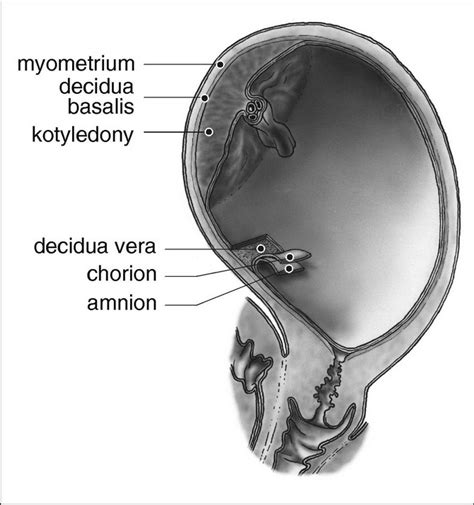 Obal plodu mochyne peruánskej