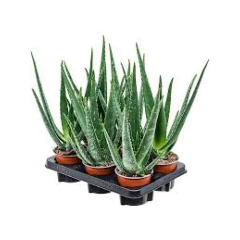 Vzhľad rastliny Aloe vera