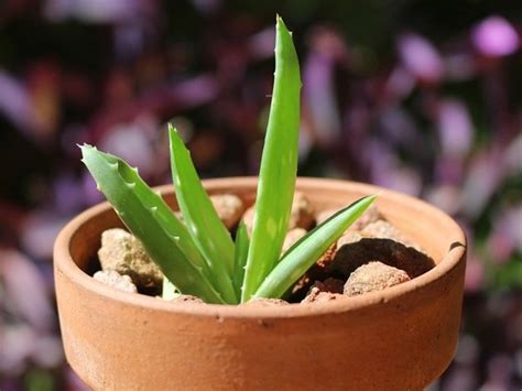 Substrát pre Aloe vera