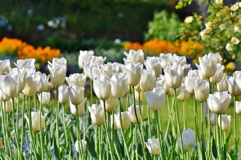 Biele tulipány odrody 'White' v záhrade