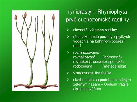 Schéma vývoja rastliny a potreby živín