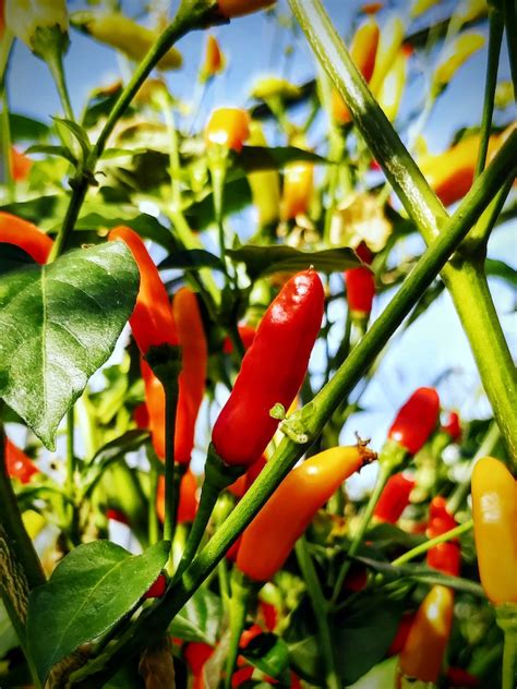 Pohľad na chilli papričku napadnutú voškami