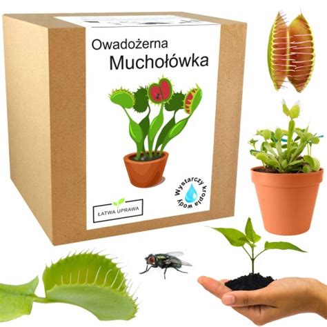 Ilustrácia mucholapky Venušinej s otvorenými pascami