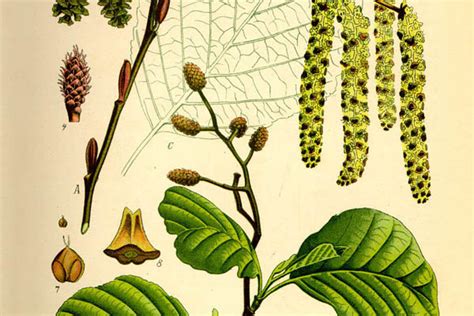 Jelša lepkavá a jelša sivá - ilustrácia druhov