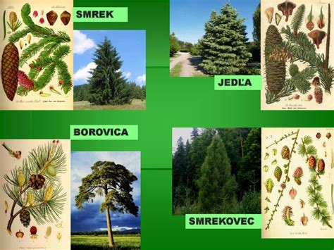 Typické stromy a živočíchy lesov mierneho pásma
