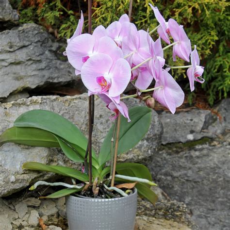 Monopodiálna orchidea Phalaenopsis