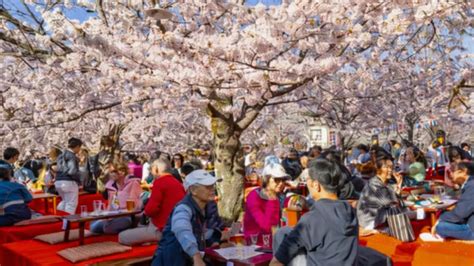 japonský festival kvitnúcich čerešní