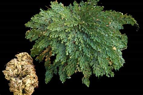 Plavúnka túlivá (Selaginella lepidophylla)
