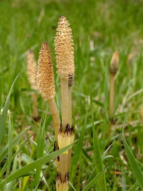 Praslička roľná (Equisetum arvense)