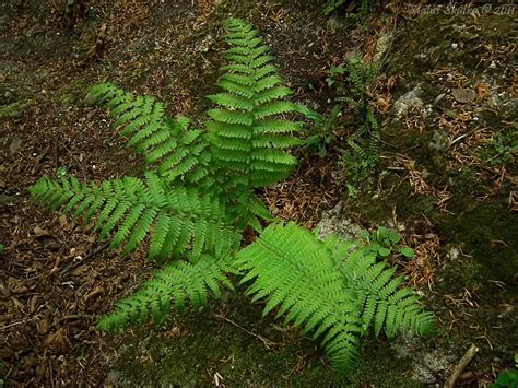 Papraď samčia (Dryopteris filix-mas)