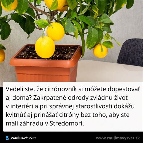 Citronovník v kvetináči v interiéri