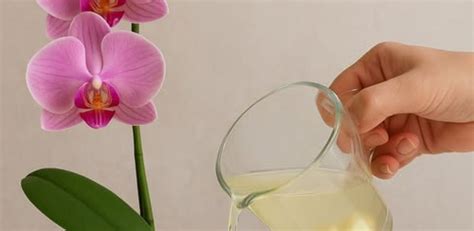 Zálievka orchideje ponorením do vody