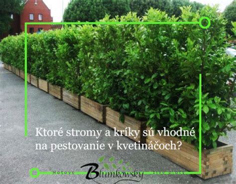 Stromy a kríky v kvetináčoch na terase