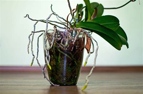 Orchidea s poškodeným kvetným stvolom