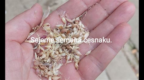 Proces siatia semien kvaky