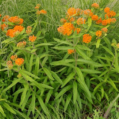 Rastlina vata - Asclepias