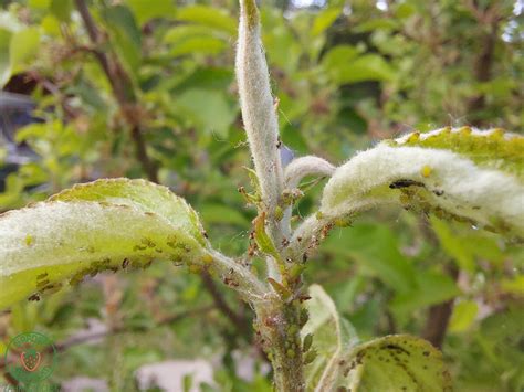 Bežné škodce rastlín