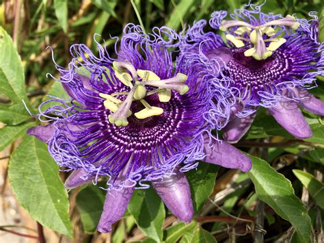 Rozkvitnutá Passiflora incarnata