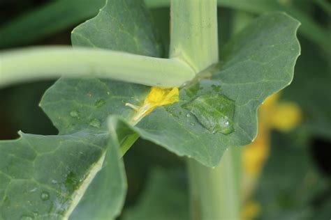 Ilustrácia makového poľa v čase kvitnutia