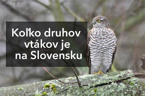Koláž zimujúcich vtákov na Slovensku