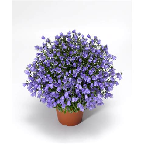 Rôzne druhy Delphinium