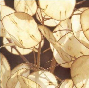 Plody Lunaria pripomínajúce mesiac