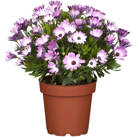 Rôzne farby a tvary kvetov Osteospermum