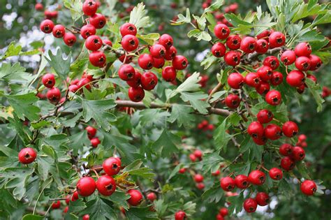 Hloh obyčajný v kvete