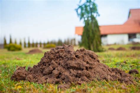Krtinec ako indikátor kvality pôdy
