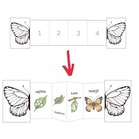 ilustrácia životného cyklu motýľa ako symbolu transformácie