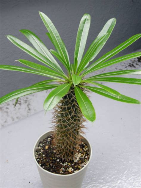 Madagaskarská palma Pachypodium lamerei