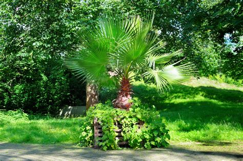 Presádzanie madagaskarskej palmy