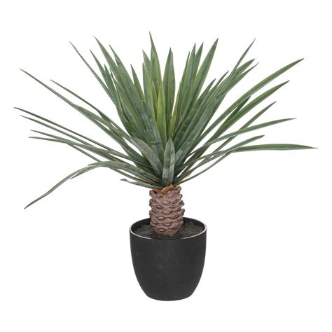 Kvet madagaskarskej palmy
