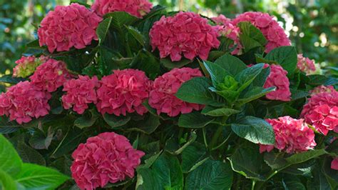 Nízke trvalky s červenými kvetmi