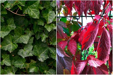 Infografika porovnávajúca brečtan a pavinič