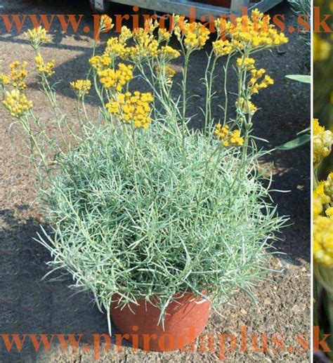 Slamiha talianska (Helichrysum italicum) v záhrade