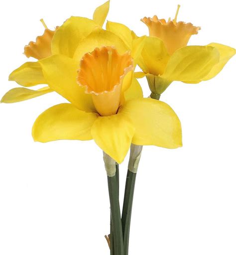 Žlté narcisy v jarnom prostredí