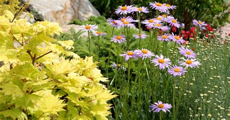 Farebné astry v záhradnom prostredí