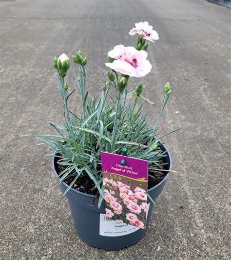 Ilustrácia rastliny klinček peristý s detailom kvetu