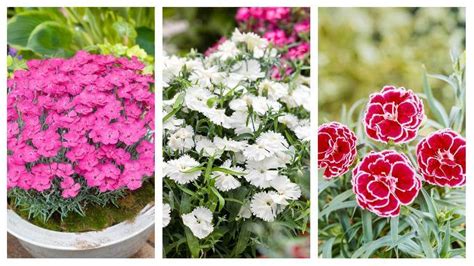 Schéma ideálnych podmienok pre pestovanie klinčekov