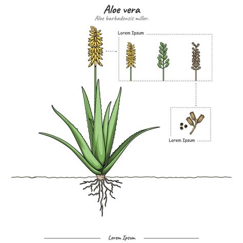 Schéma umiestnenia Aloe Vera v exteriéri