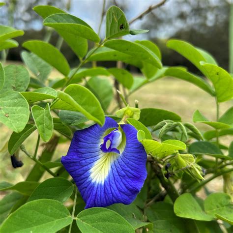 Kvitnúca rastlina Clitoria ternatea s typickými modrými kvetmi